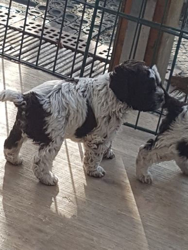 Marlo, 26 Tage alt