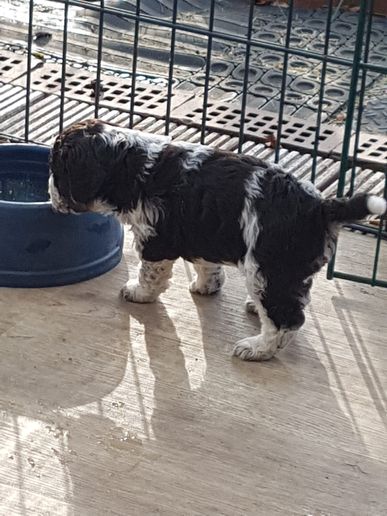 M-Camillo, 26 Tage alt