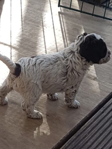 Monja, 26 Tage alt